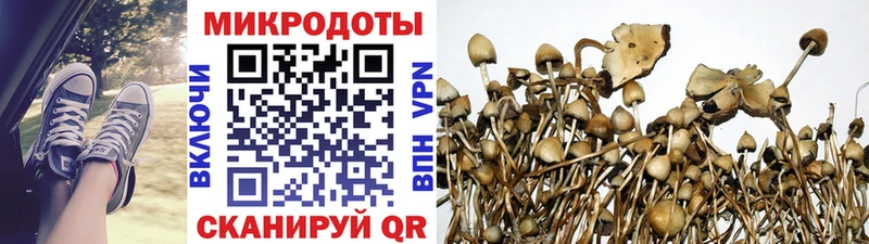 Псилоцибиновые грибы Psilocybe  Рошаль 
